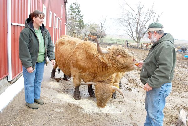 Highland cattle on the rise as an easy breed to handle - Agweek